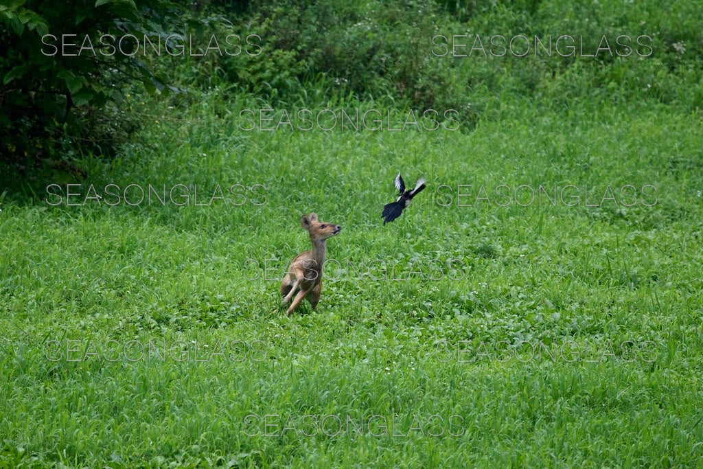 Water Deer and Magpie