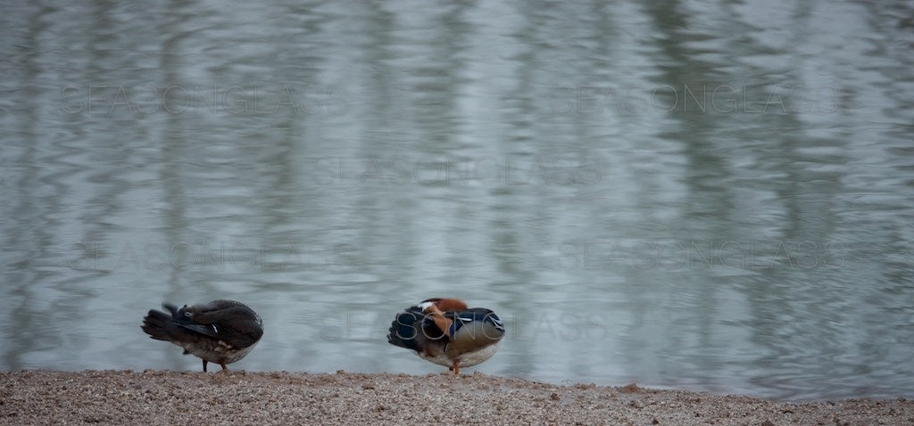 Pair of Mandarin Ducks