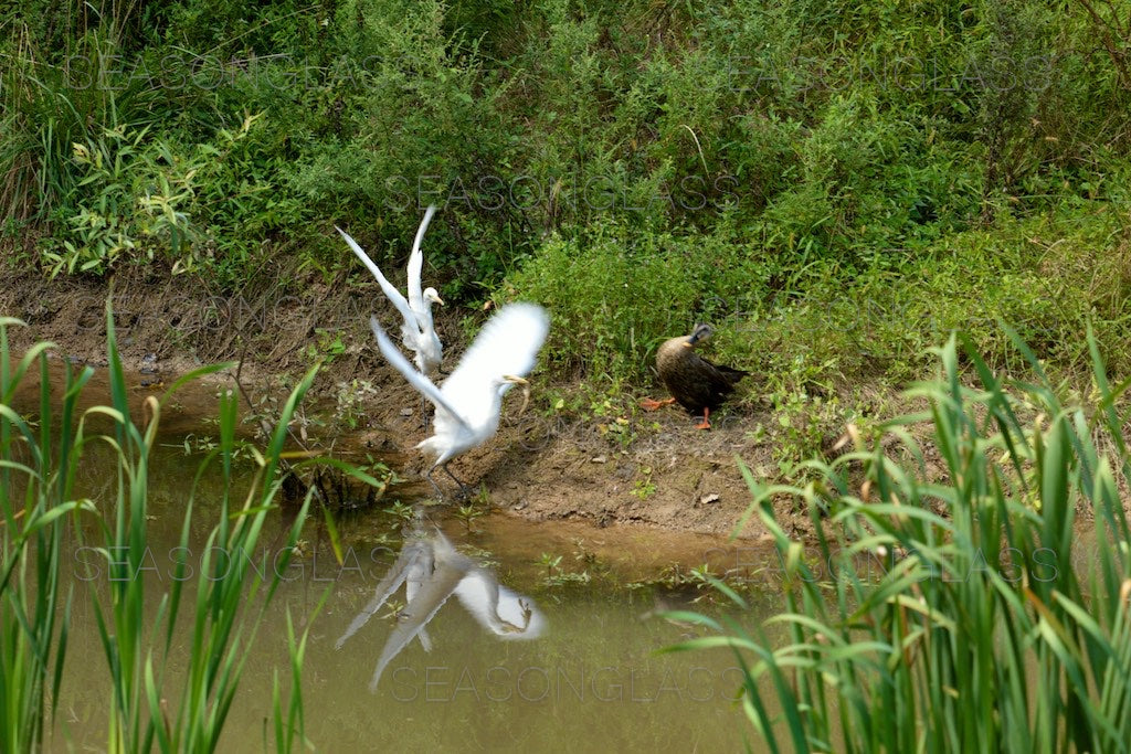 Egrets and Spot-billed Duck