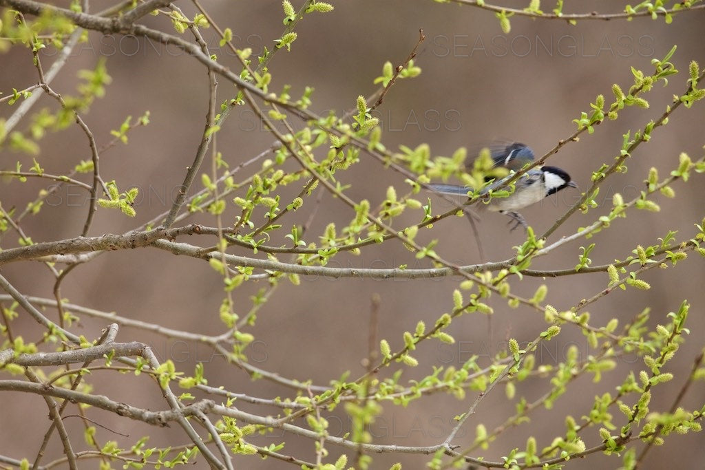 Great Tit on Willow Tree