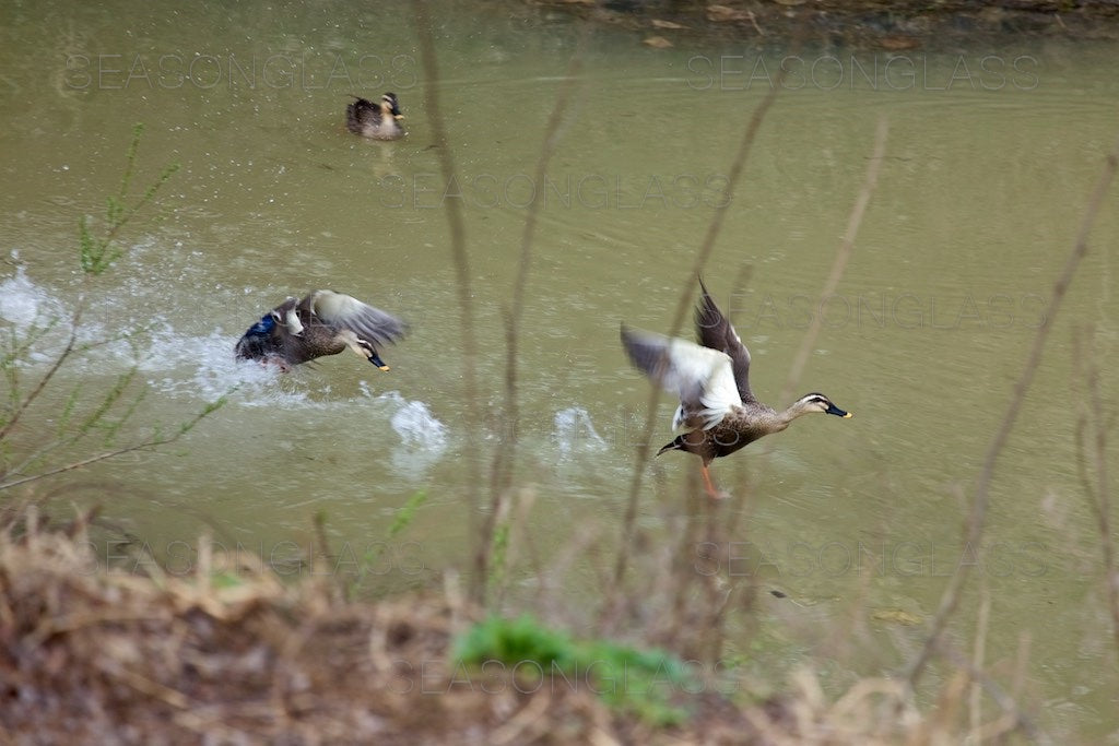 Spot-billed Ducks