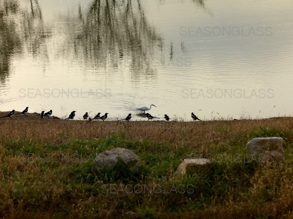 Magpies and Egret