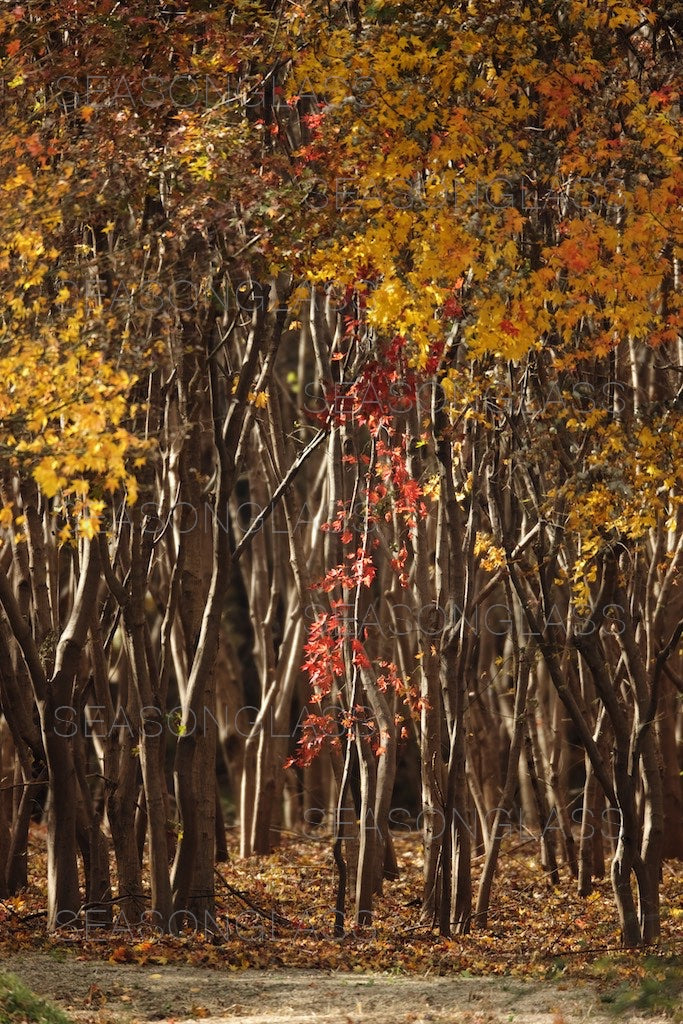 Maple Trees in Autumn