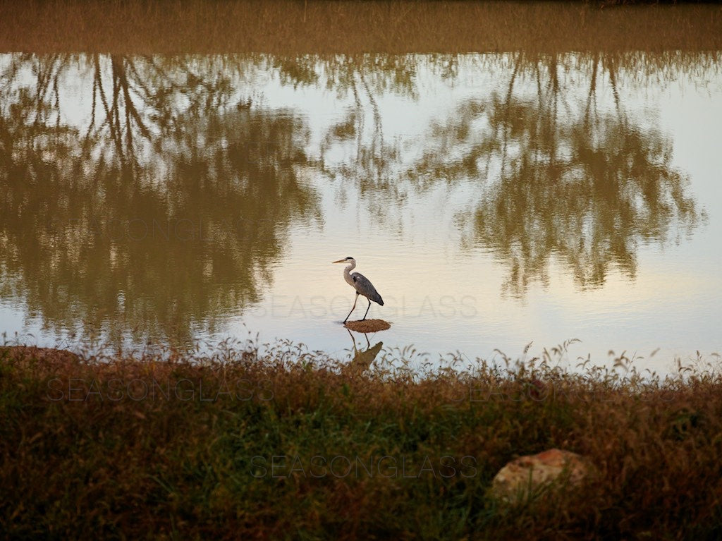 Reflection and Grey Heron