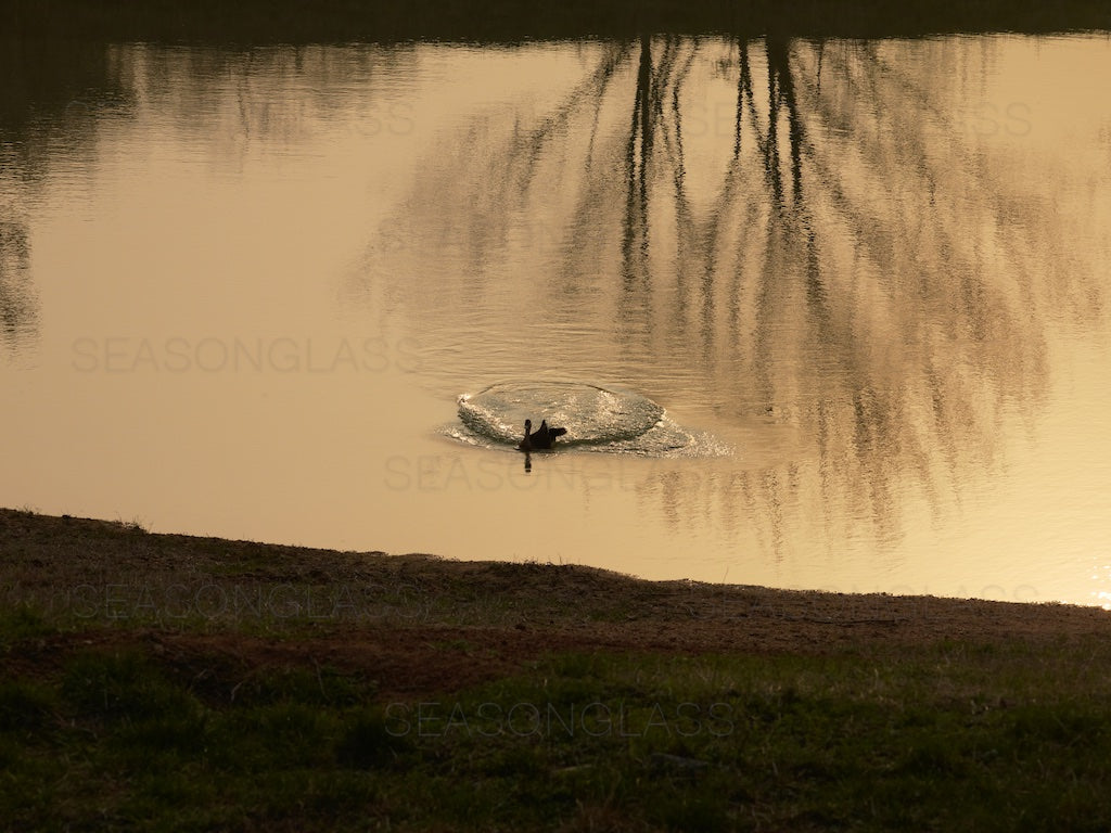 Reflection and Duck