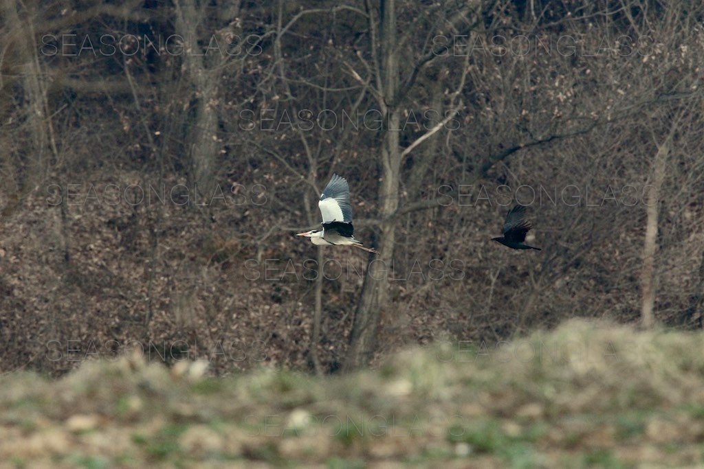 Crow Chasing Grey Heron