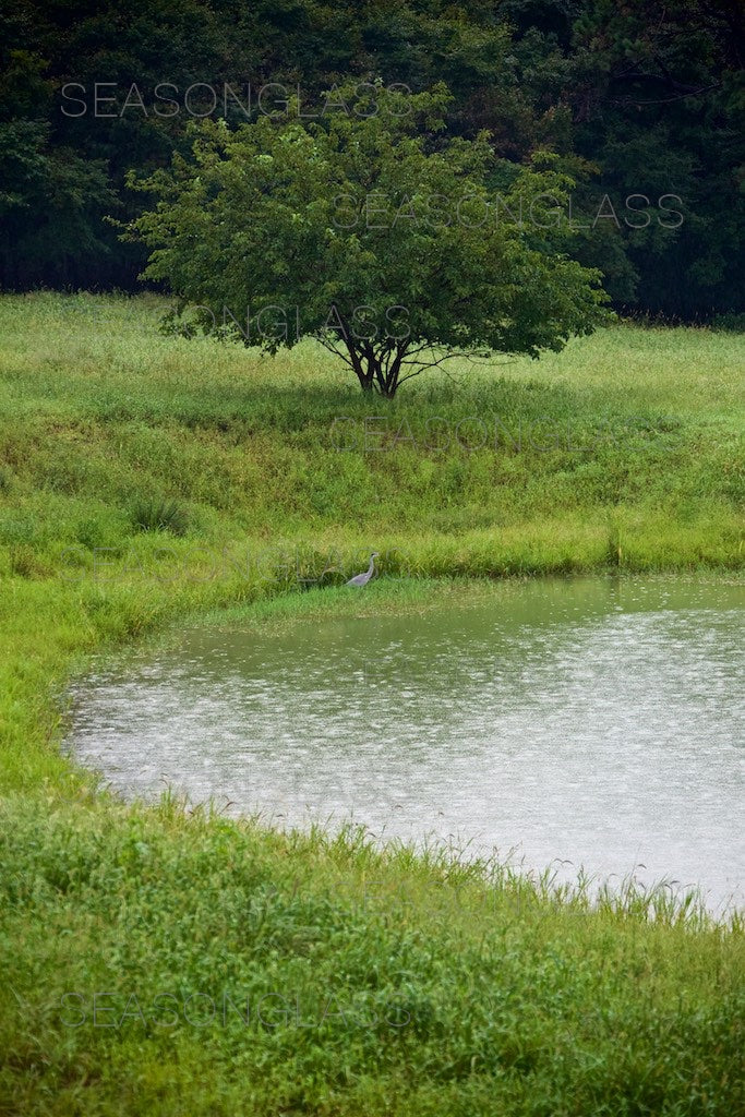 Mulberry Tree and Pond