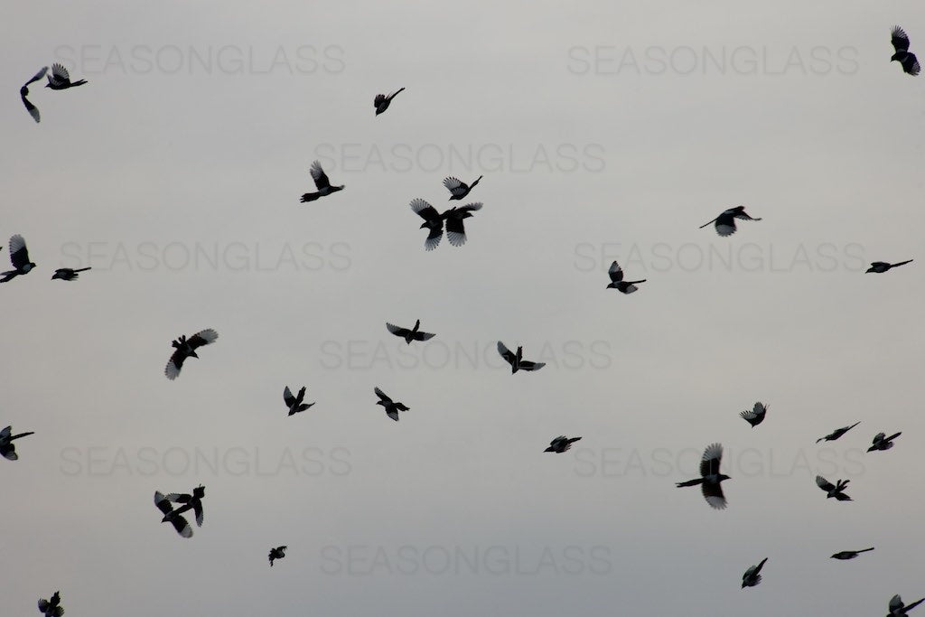 Flock of Magpies