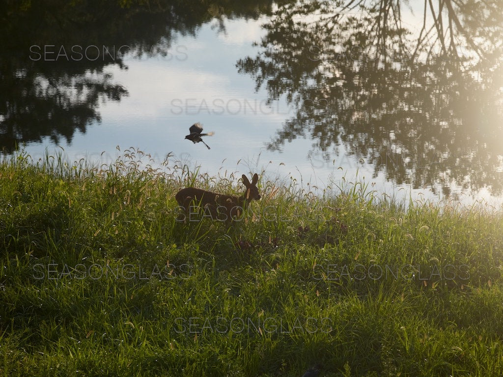 Water Deer and Magpie