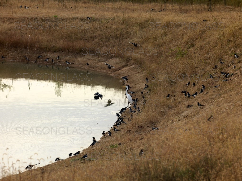 Magpies and Egret